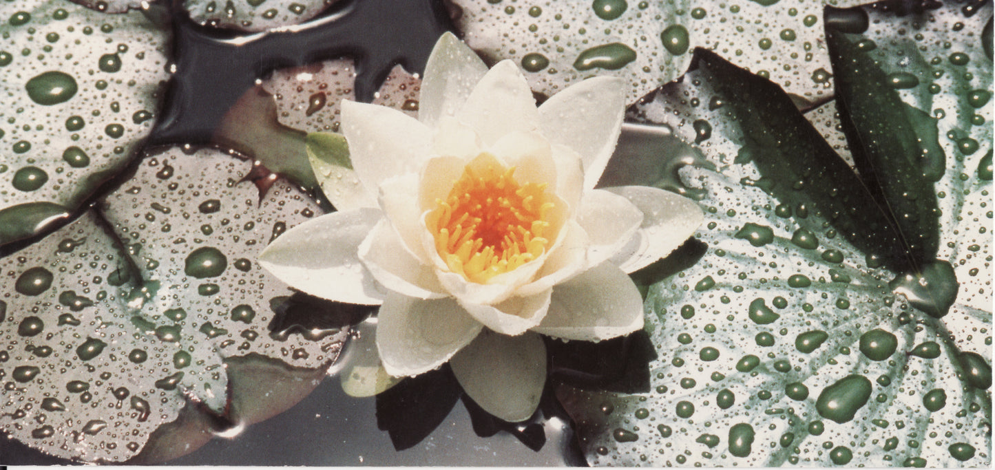 Quadro fatto a mano Fiore di loto– Arte su Tela con Effetto Pennellate | Arredo Parete Moderno o Classico (Copia) (Copia) (Copia)